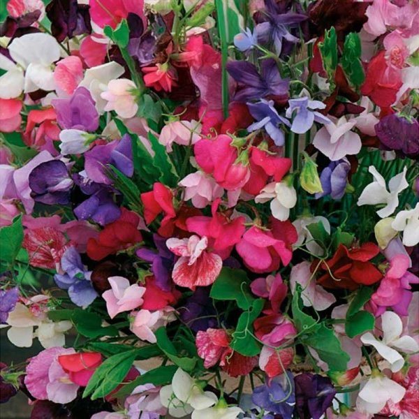 Sweet Pea 'Bijou'