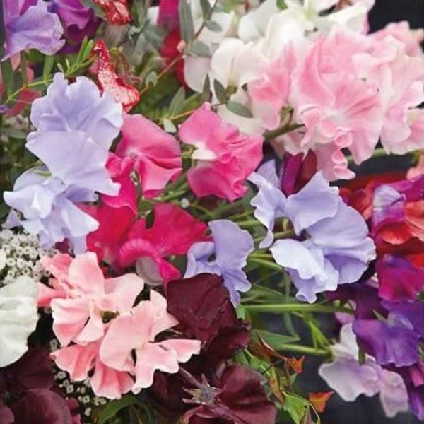 Sweet Pea 'Royal Family'