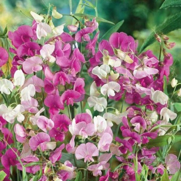 Sweet Pea 'Pink Pearl'
