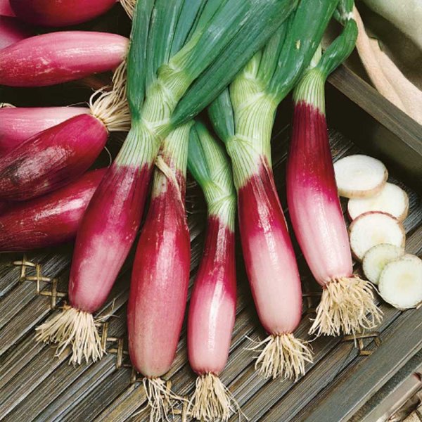 Onion 'Rossa lunga di firenze'
