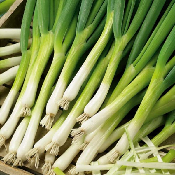 Bunching Onion 'Parade'