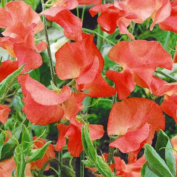 Sweet Pea 'Princess Elisabeth'