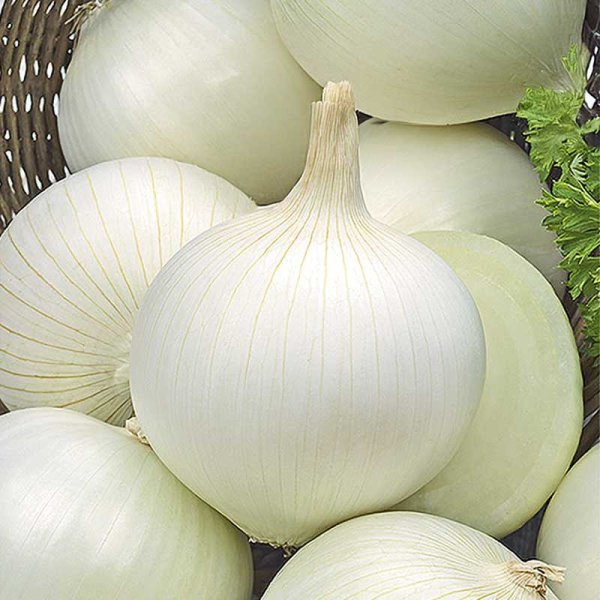 Bulb Onion 'Albienka'