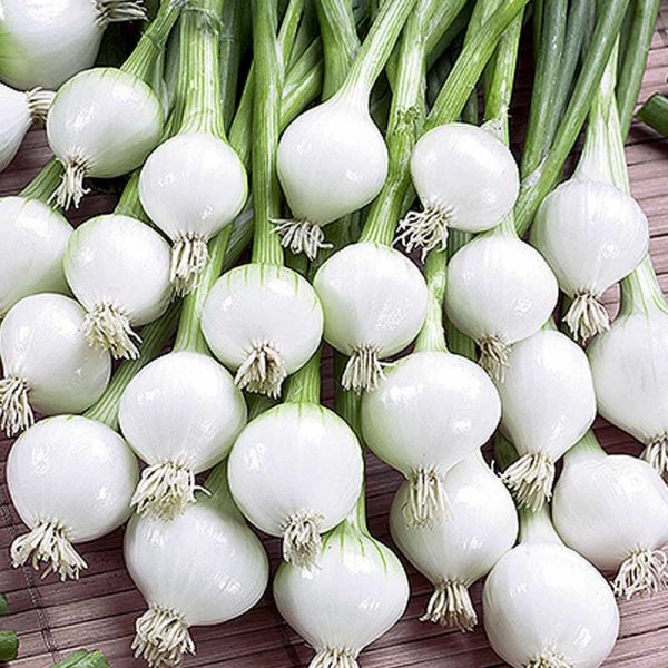 Onion 'De barletta'