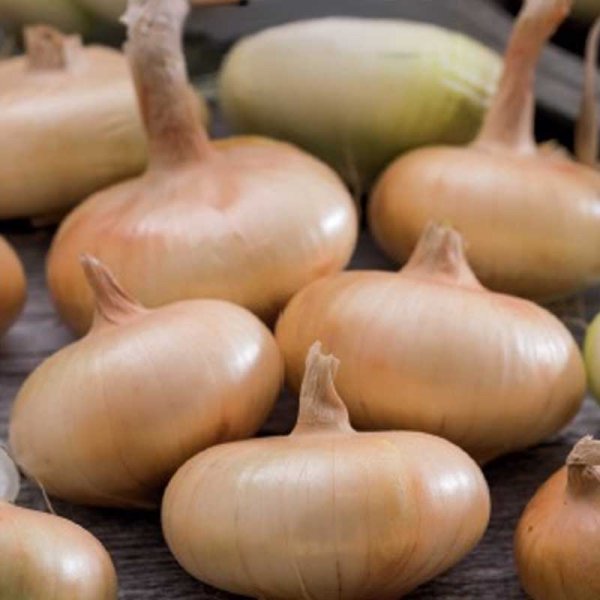 Onion 'Borettana'