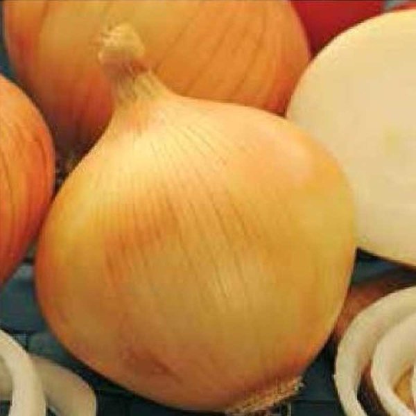 Onion 'Hiberna'