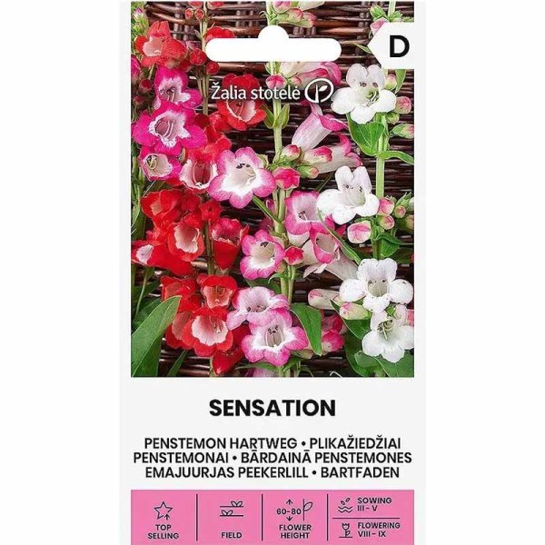 Penstemon 'Sensation'