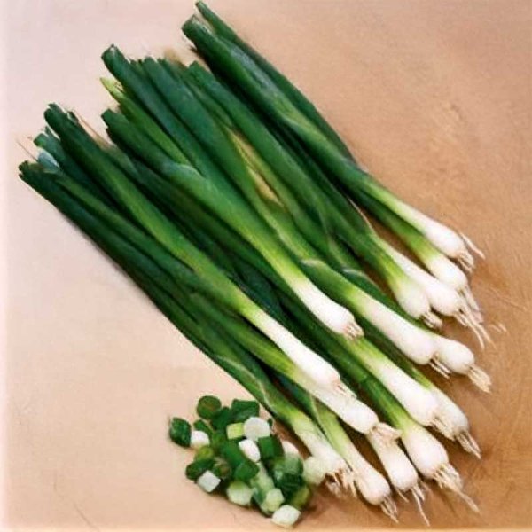 Welsh onion 'Bajkal'