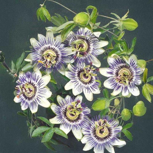 Blue Passion Flower