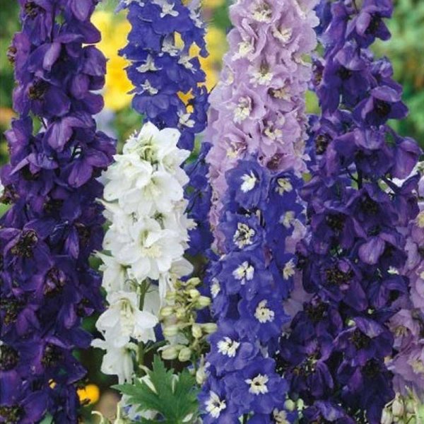 Delphinium 'Pacific'