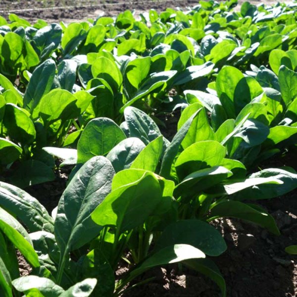 Spinach 'Amador' F1