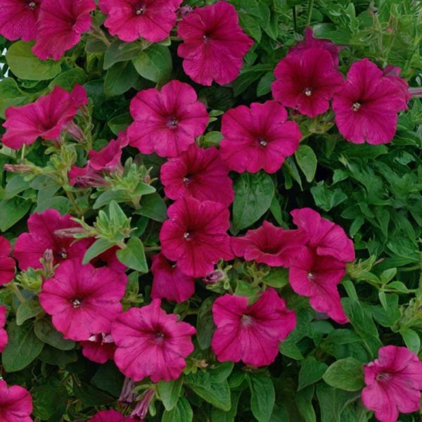 Petunia 'Easy wave h purple improved'