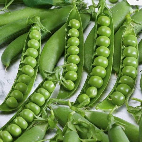 Pea 'Avola'