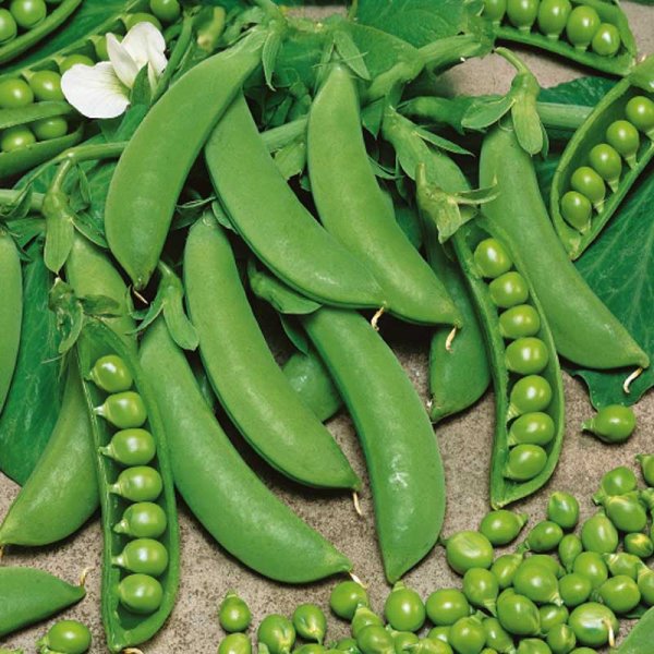 Pea 'Cetris'