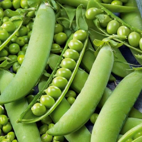 Pea 'Milor'