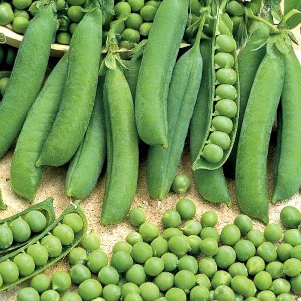 Shelling Pea 'Meteor'