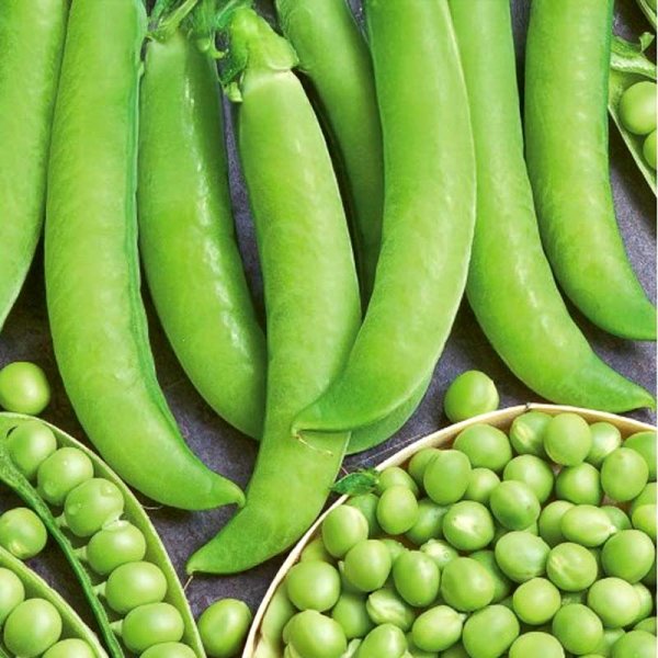 Pea 'Wolf'