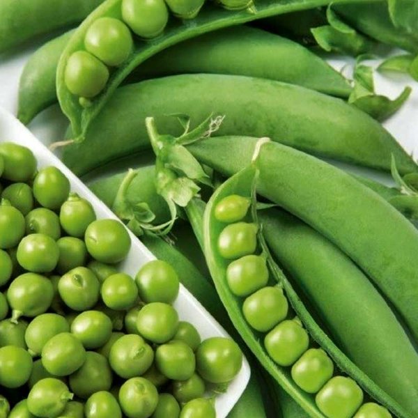 Pea 'Resal'