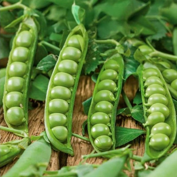 Pea 'Talbot'