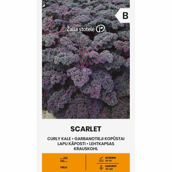 Kale 'Scarlet'