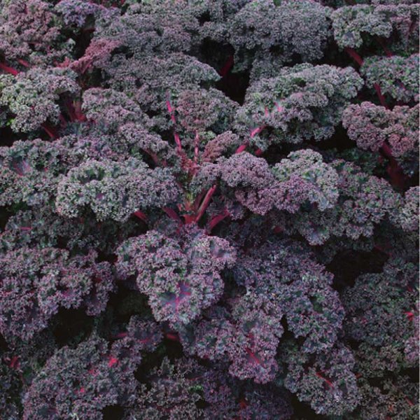 Kale 'Scarlet'