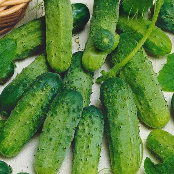 Cucumber 'Piccolo verde di parigi'