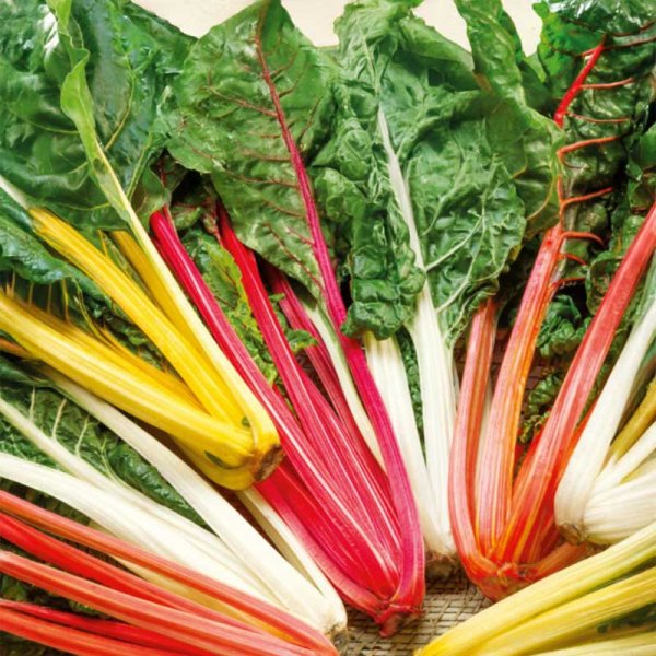 Swiss Chard 'Five colours'