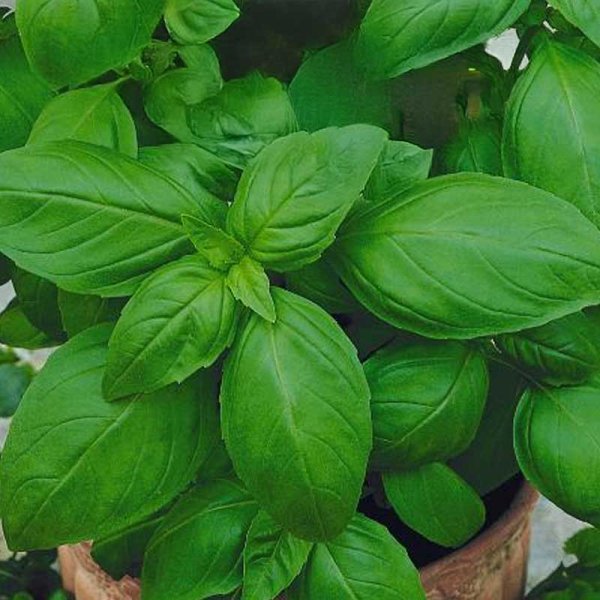 Basil 'Aromatico della riviena'