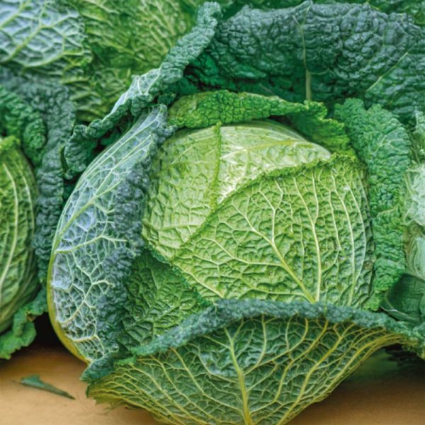 Savoy Cabbage 'Vertus 2'
