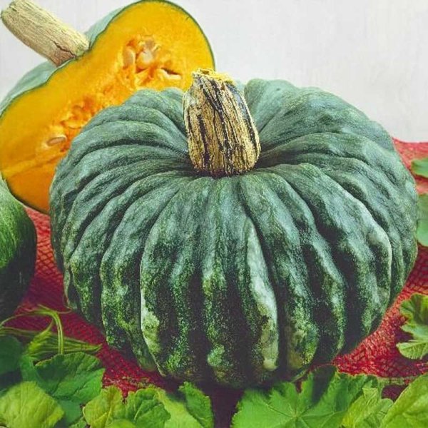 Pumpkin 'Marina di chioggia'