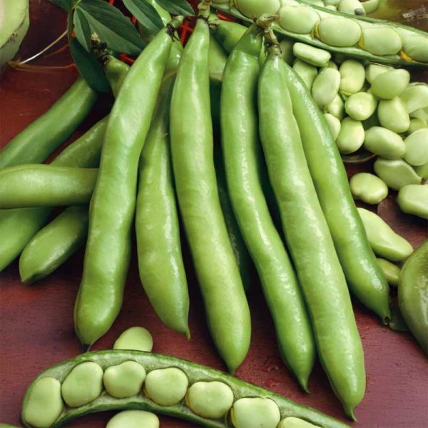 Broad Bean 'Aguadulce superismonia'