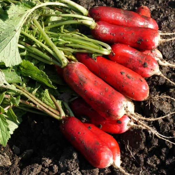 Radish 'Patricia'