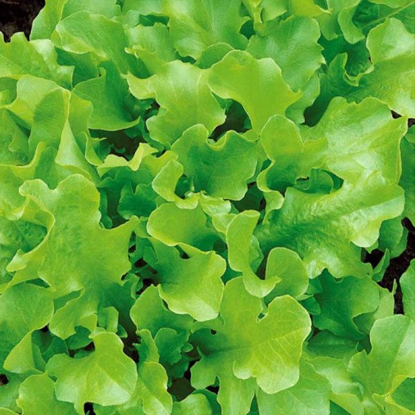 Loose-leaf Lettuce 'Bionda a foglia riccia'