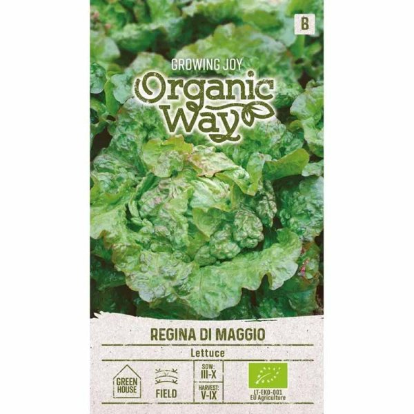 Lettuce 'Regina di maggio'