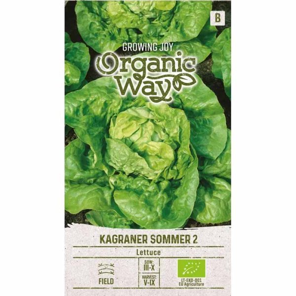 Head Lettuce 'Kagraner sommer 2'