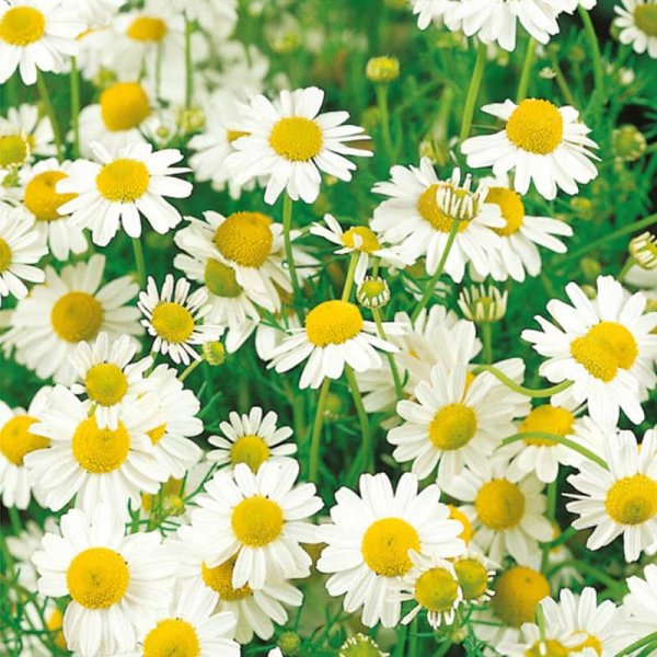 Chamomile