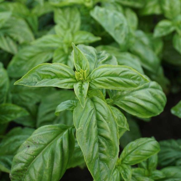Basil 'italiano classico' eco