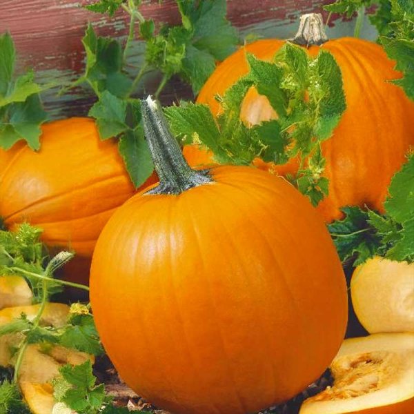 Pumpkin 'Jack o lantern'