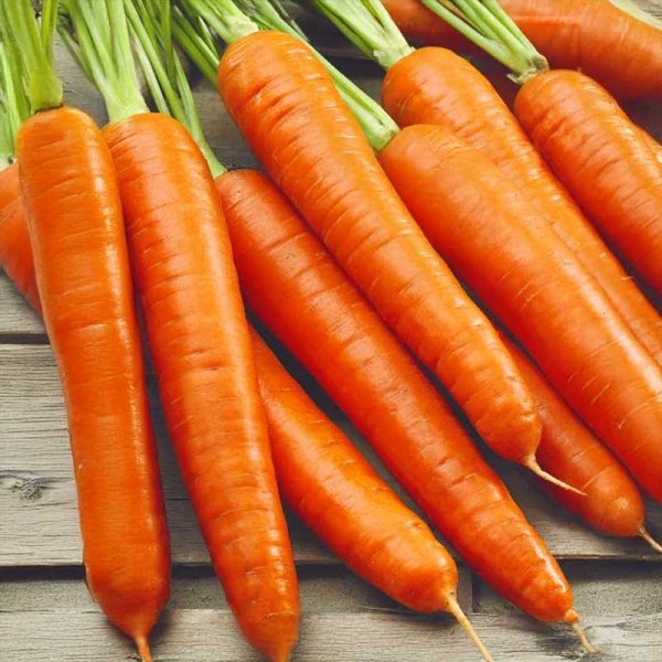 Carrot 'Nantese 2'