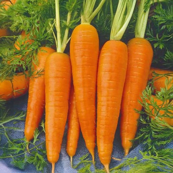 Carrot 'Berlikumer 2'