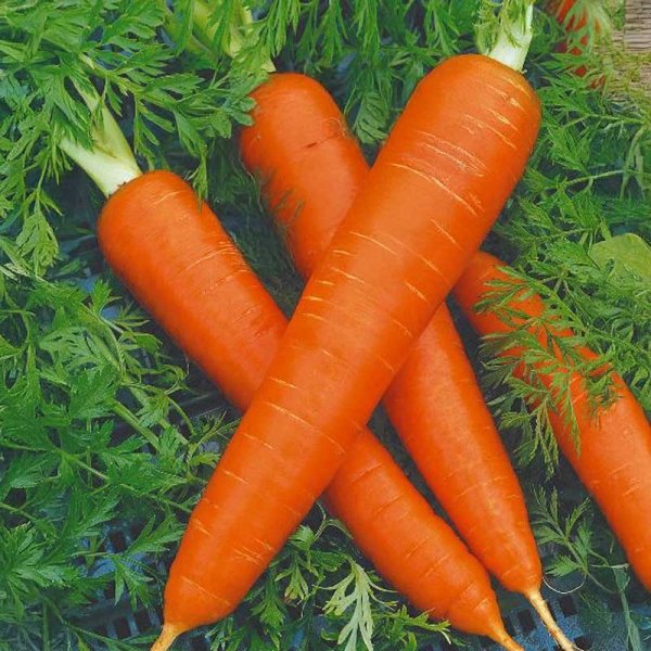 Carrot 'Flakkee 2'