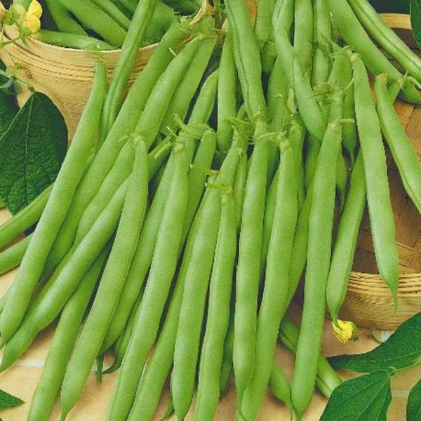 Bean 'Cannellino'