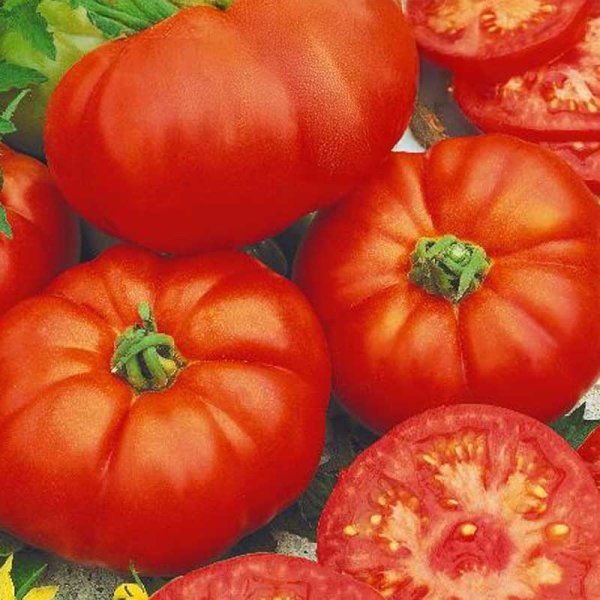 Tomato 'Pantano Romanesco'