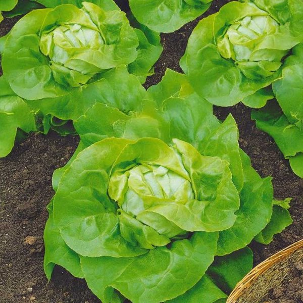 Head Lettuce 'May queen'
