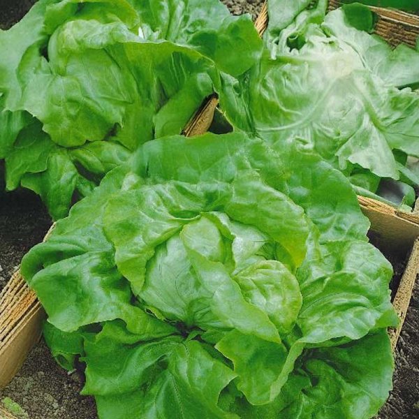Head Lettuce 'Merveille D'hiver'