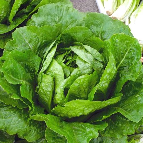 Lettuce 'Verde degli ortolani'