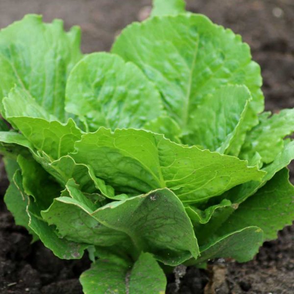 Romaine Lettuce 'Paris island cos'