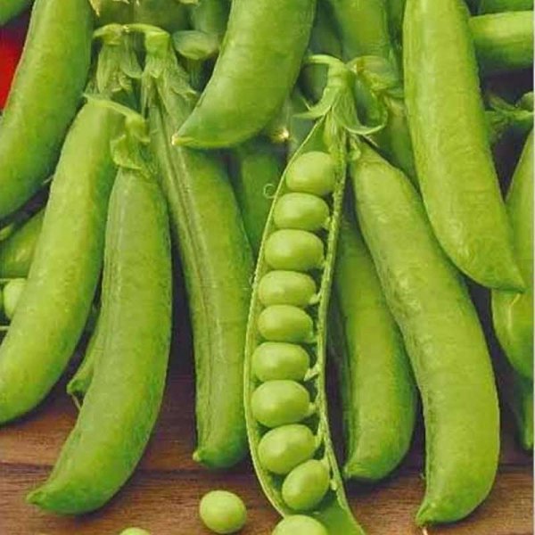 Pea 'Karina'