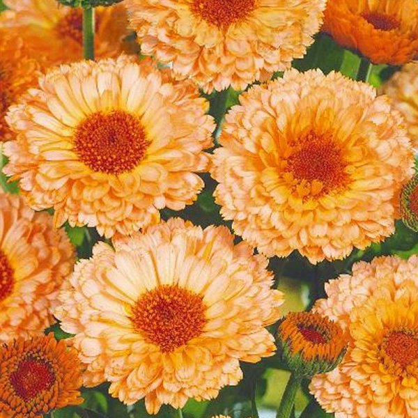 Calendula 'Pink suprise'