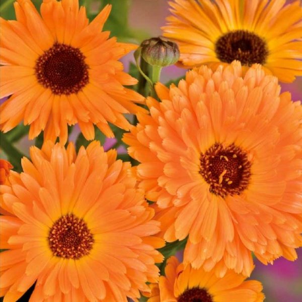 Calendula 'Art Shades'